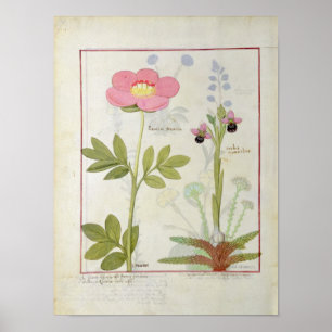 Paeonia- eller pion och Orchis myanthos Poster