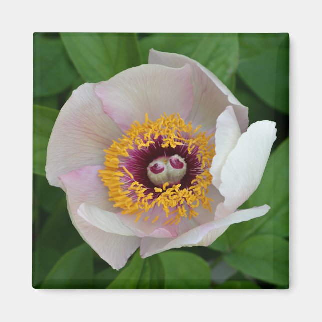 Paeonia Flower Magnet (Framsidan)