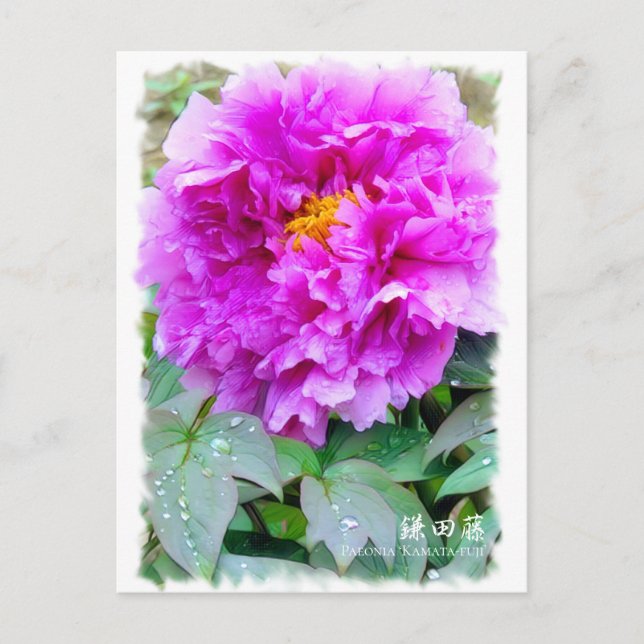 Paeonia"Kamata-fuji" [vykort] ポ ス ト カ ー Vykort (Framsida)
