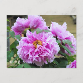 Paeonia "Kamata-fuji" [vykort] Vykort