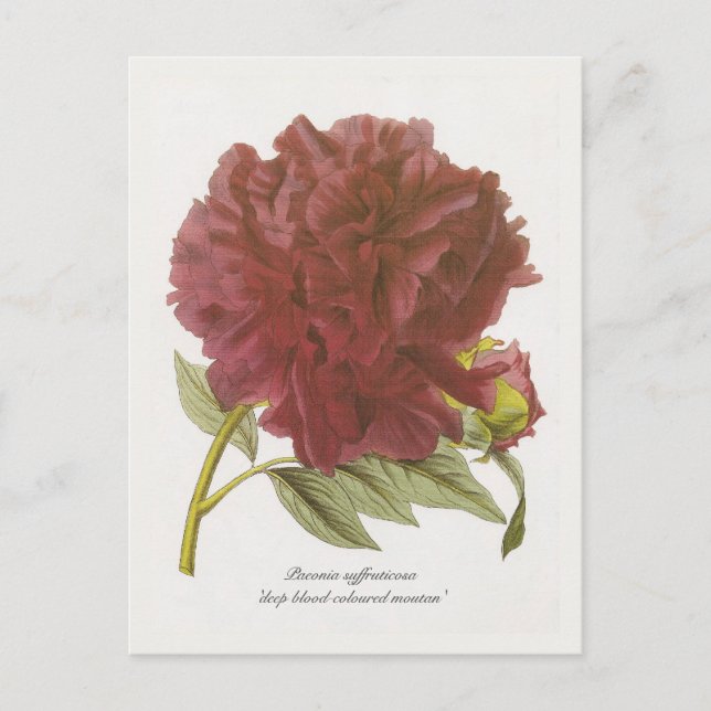 Paeonia kväruticosa "Djupa färgad moutan" Vykort (Framsida)