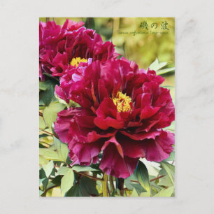 Paeonia kväruticosa "Isono-nami" [vykort] Vykort