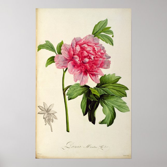 Paeonia Moutan, 1799 Poster (Framsidan)