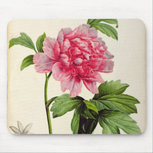 Paeonia Moutan, c.1799 Musmatta