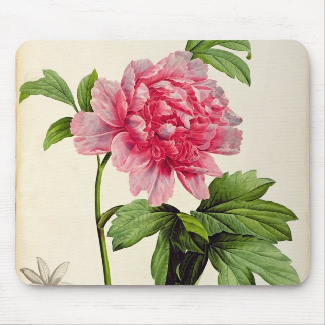 Paeonia Moutan, c.1799 Musmatta (Framsidan)