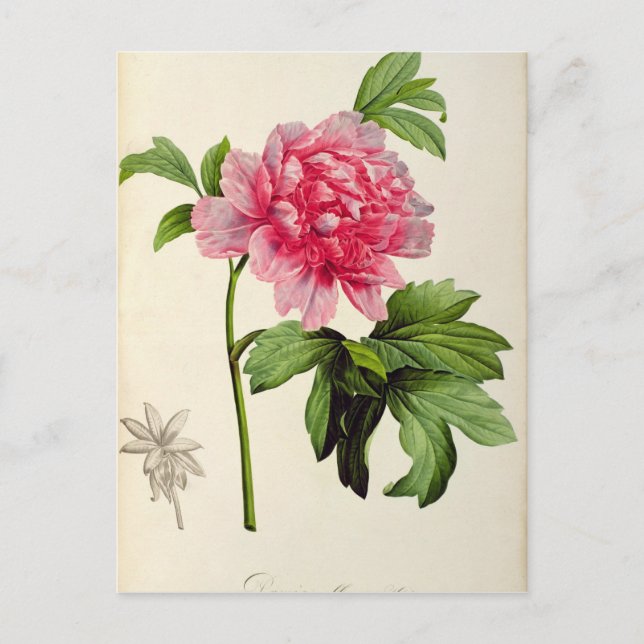 Paeonia Moutan, c.1799 Vykort (Framsida)