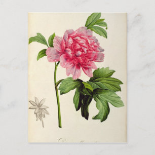 Paeonia Moutan, c.1799 Vykort