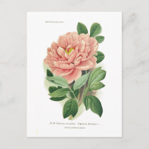 Paeonia moutan (Peony) Vykort