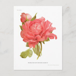 Paeonia moutan var Reine Elizabeth Vykort