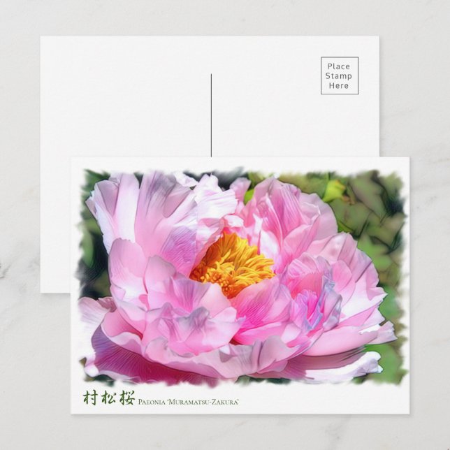 Paeonia"Muramatsu-Zakura" [Postcard] ポ ス ト カ ー Vykort (Fram/baksida)