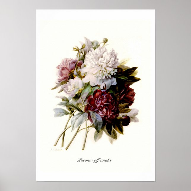 Paeonia officinalis poster (Framsidan)