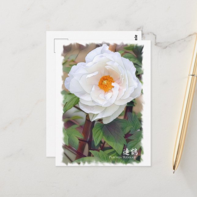 Paeonia"Renkaku" [Postcard] ポ ス ト カ ー Vykort (Fram/Back In Situ)