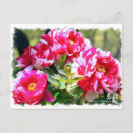 Paeonia"Shimanishiki" [vykort] ポ ス ト カ ー Vykort