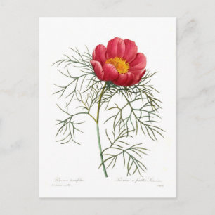 Paeonia tenuifolia vykort