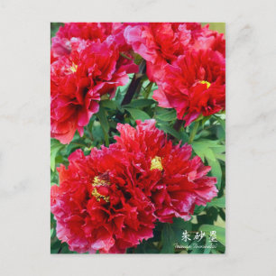 Paeonia "Zhushalei" [vykort] Vykort