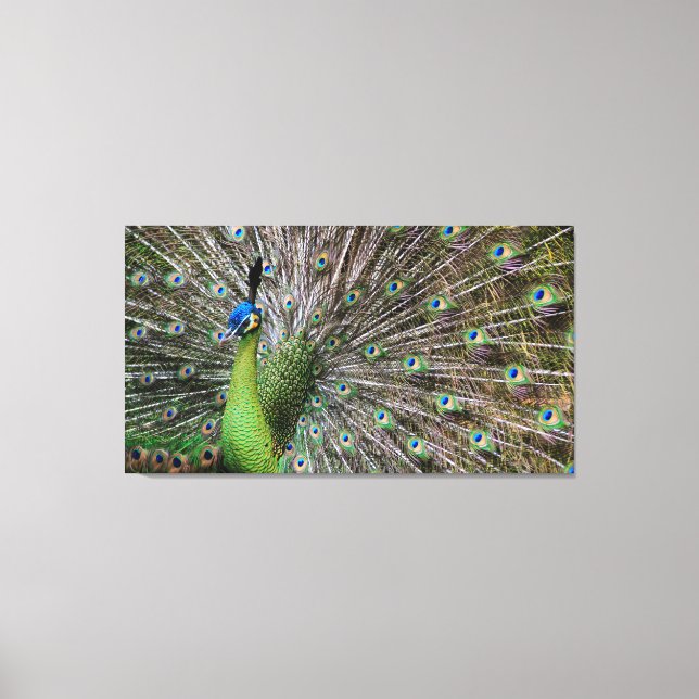 Påfågel Canvastryck (Framsida)