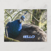 Påfågel i träd HELLO vykort