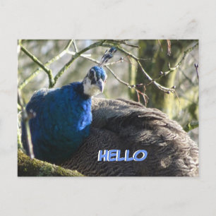Påfågel i träd HELLO vykort