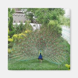 Påfågel I Trädgård Foto Magnet