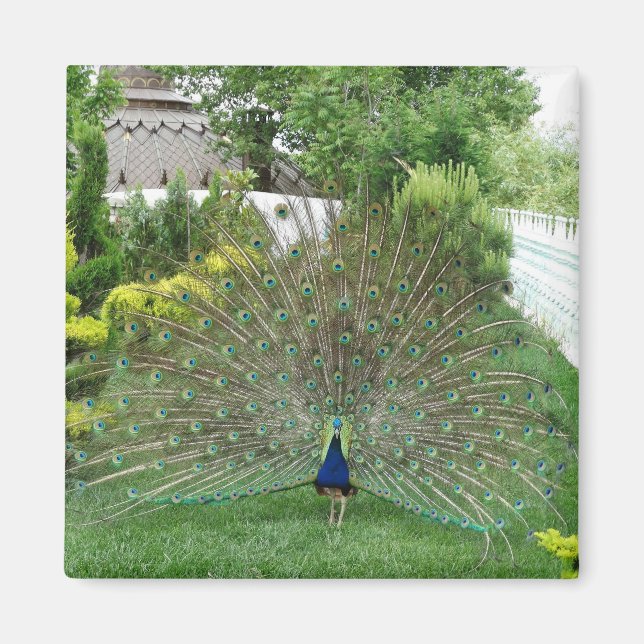 Påfågel I Trädgård Foto Magnet (Framsidan)