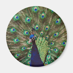 Påfågel Magnet