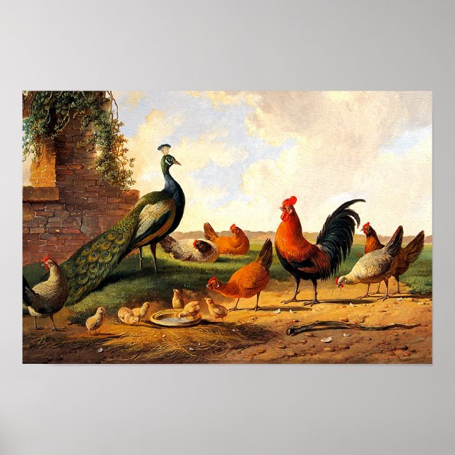 Påfågel och hönor poster (Framsidan)