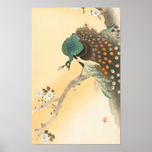 Påfågel på Körsbärsblomstrande Träd av Ohara Koson Poster