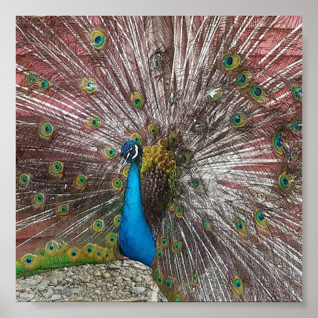 Påfågel Poster (Framsidan)