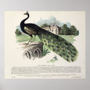 Påfågel Poster