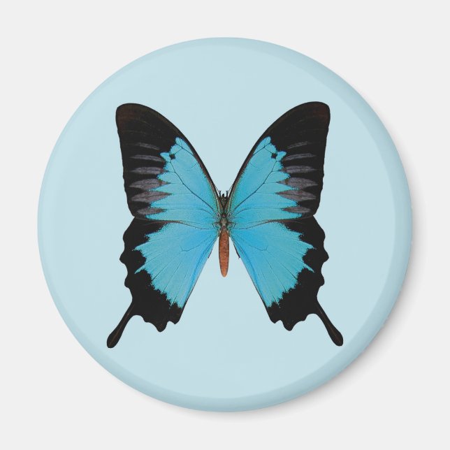 Påfågel Royal Magnet (Framsidan)