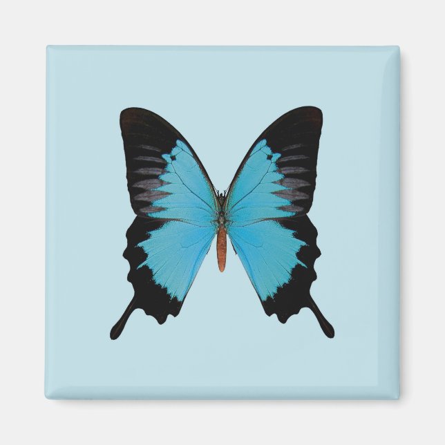 Påfågel Royal Magnet (Framsidan)