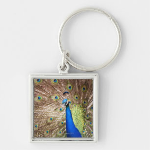 Påfågel som visar plumage fyrkantig silverfärgad nyckelring
