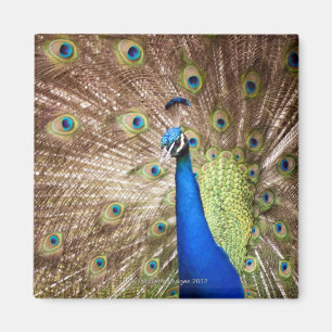 Påfågel som visar plumage magnet