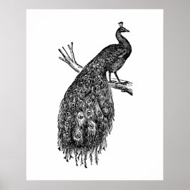 Påfågel, svart bläck teckning. poster
