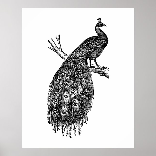 Påfågel, svart bläck teckning.  poster (Framsidan)