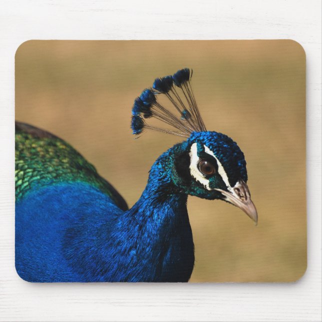 Påfågelanpassademousemats & mousepad musmatta (Framsidan)