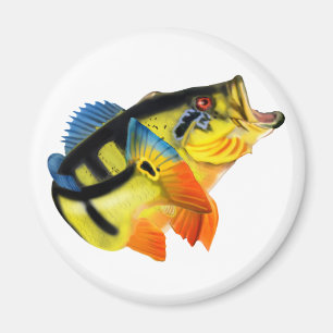 Påfågelbas 3 magnet