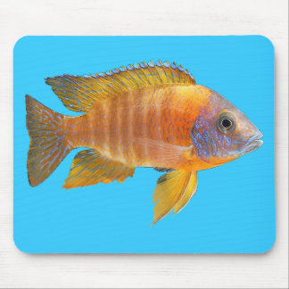 PåfågelCichlid Musmatta