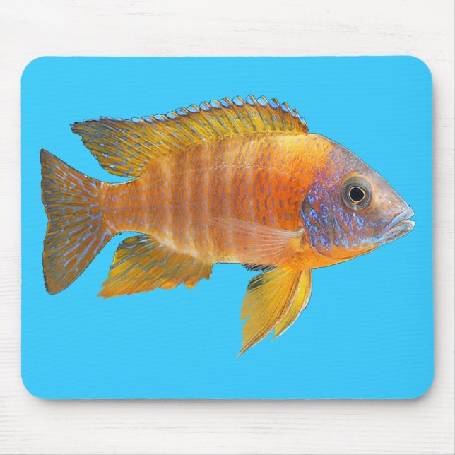 PåfågelCichlid Musmatta (Framsidan)