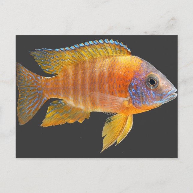 PåfågelCichlid Vykort (Framsida)