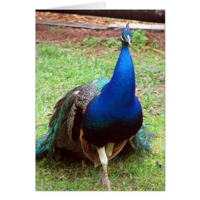 PåfågelCloseup Hälsningskort (Framsidan)