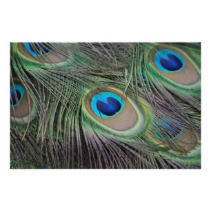 PåfågelfågelPeafowl Fototryck
