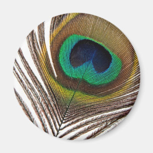 Påfågelfjäder Magnet