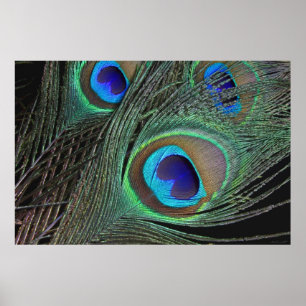 Påfågelfjäderaffisch -36x24 - mindre tillgängl poster
