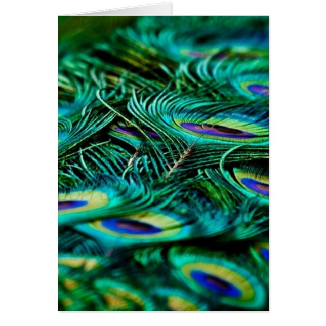 Påfågelfjädrar Hälsningskort (Framsidan)