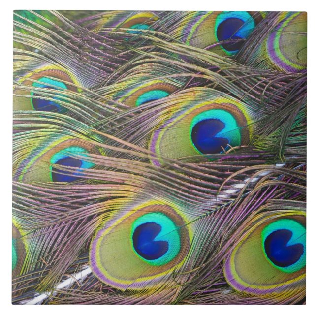 Påfågelfjädrar Kakelplatta (Framsidan)