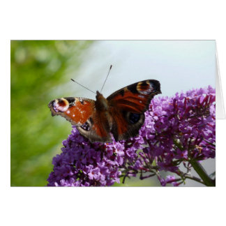 Påfågelfjäril 2 OBS kort