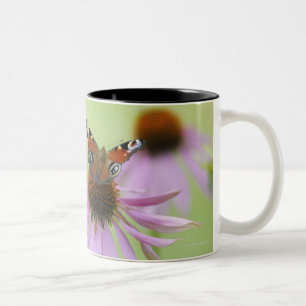 Påfågelfjäril (inachisen io) som dricker nectar Två-Tonad mugg