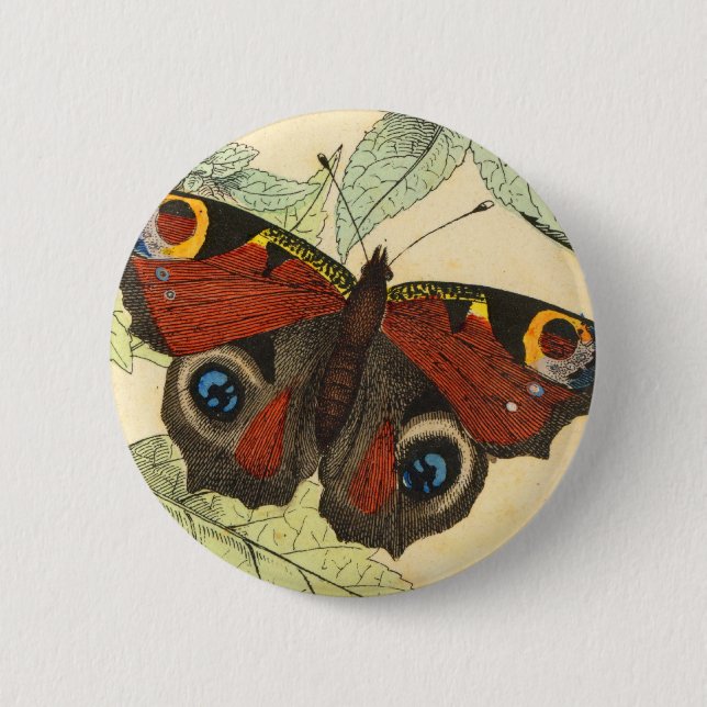 Påfågelfjäril Knapp (Framsida)