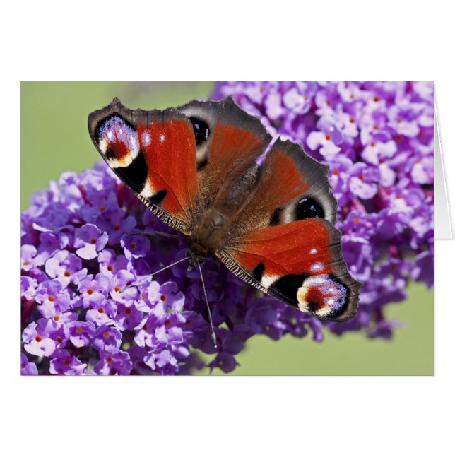 Påfågelfjärilskort Hälsningskort (Framsidan Horizontal)